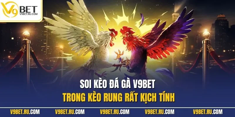 Soi kèo đá gà V9BET trong kèo rung rất kịch tính